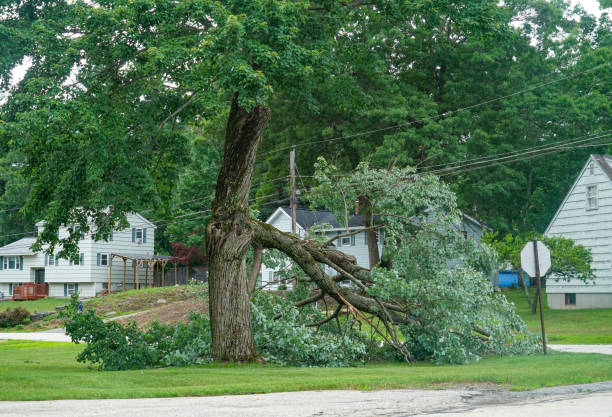 Best Firewood Processing and Delivery  in Lovington, IL
